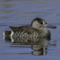 Pink-eared Duck